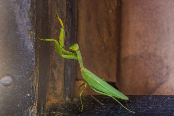 Praying mantis in Nong Khiaw village, Laos