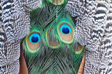 Peacocks blue eyes texture on feathers on a peacock tail