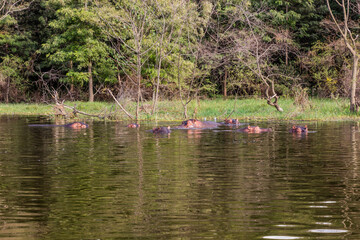 View of Hippopotamus (Hippopotamus amphibius) in Awassa lake, Ethiopia