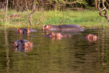 View of Hippopotamus (Hippopotamus amphibius) swimming in Awassa lake, Ethiopia