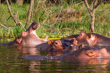 View of Hippopotamus (Hippopotamus amphibius) swimming in Awassa lake, Ethiopia