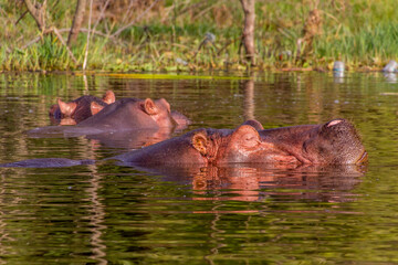 Hippopotamus (Hippopotamus amphibius) swimming in Awassa lake, Ethiopia