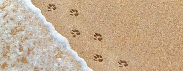 Dog footprints on the sand, panoramic background. Sea wave rolls on golden beach. © vlukas
