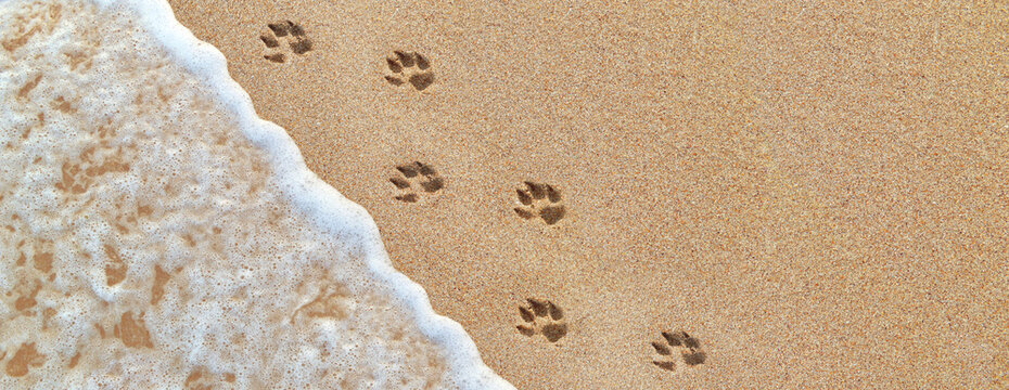 Dog footprints on the sand, panoramic background. Sea wave rolls on golden beach.