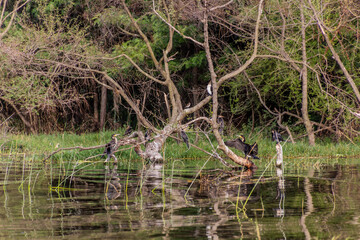 Obraz premium Great Cormorants (Phalacrocorax carbo) at Awassa lake, Ethiopia