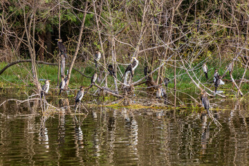 Great Cormorants (Phalacrocorax carbo) at Awassa lake, Ethiopia