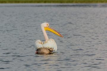 Great white pelican (Pelecanus onocrotalus) at Awassa lake, Ethiopia