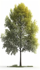 Obraz premium American beech trees, 3d rendering, for illustration, digital composition, architecture visualization, Generate Ai