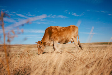 A brown cow is gazing in the Georgian steppe Udabno. Wide land and blue sky. endless fields. Warm...