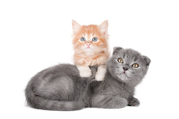 two kittens orange and gray isolated