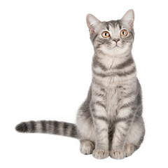 gray kitten scottish straight isolated	