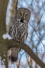 a large owl sits on a tree large