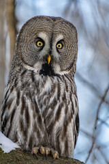 a large owl sits on a tree large
