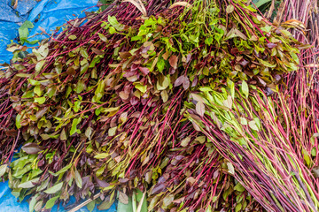 Detail of khat (qat) branches in Ethiopia
