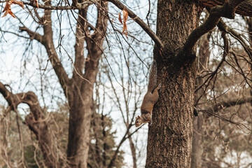 Milano, Italy - March 2023: Little squirrel in Parco Sempione
