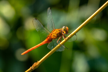 A dragonfly is a flying insect belonging to the infraorder Anisoptera below the order Odonata