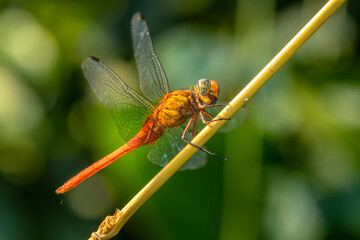 A dragonfly is a flying insect belonging to the infraorder Anisoptera below the order Odonata