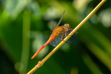 A dragonfly is a flying insect belonging to the infraorder Anisoptera below the order Odonata