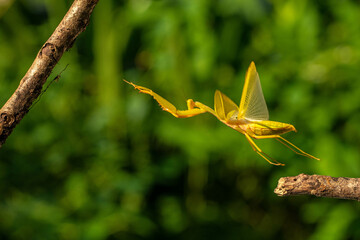 The golden praying mantis