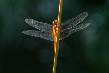 A dragonfly is a flying insect belonging to the infraorder Anisoptera below the order Odonata