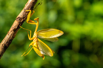 The golden praying mantis