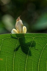 Orchid mantis Hymenopus coronatus is a mantis from the tropical forests of Southeast Asia