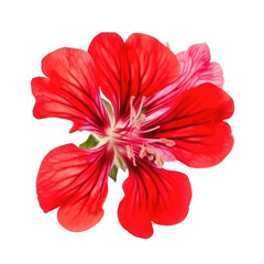 geranium flower isolated on white - obrazy, fototapety, plakaty