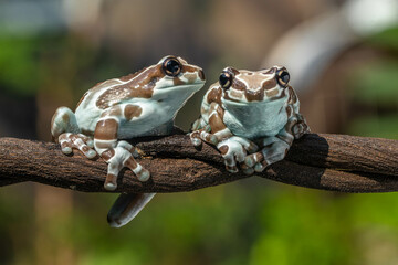 Amazon milk frog (Trachycephalus resinifictrix) is a large species of arboreal frog native to the Amazon Rainforest in South America
