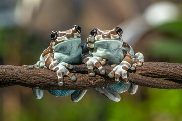 Amazon milk frog (Trachycephalus resinifictrix) is a large species of arboreal frog native to the...