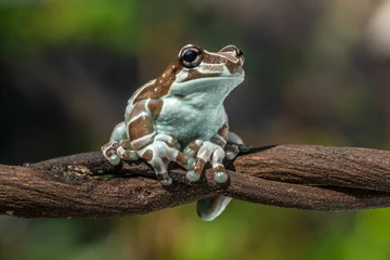 Foto op Canvas Amazon milk frog (Trachycephalus resinifictrix) is a large species of arboreal frog native to the Amazon Rainforest in South America © lessysebastian