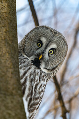 Big owl obscure portrait close-up
