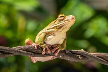 The white-lipped tree frog (Nyctimystes infrafrenatus) is a species of frog in the subfamily...