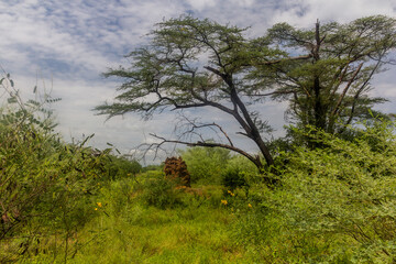 Landscape with a termite mound in Omo valley, Ethiopia