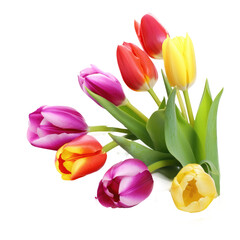 colour tulips isolated on white