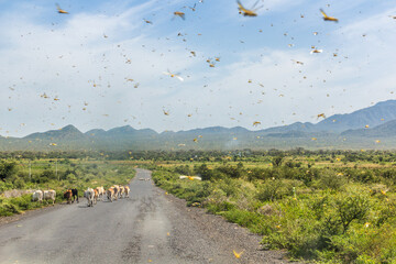 Huge swarm of locusts in Omo valley, Ethiopia