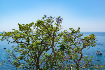 Jacaranda sur la cote amalfitaine en Italie