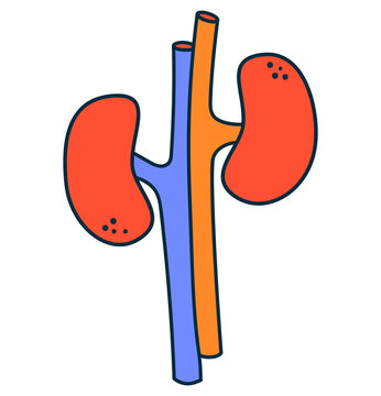 recommend clip art: Human kidney for donation. Illustration in png format on a transparent background.