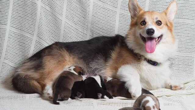 Side view of lovable dog pembroke welsh corgi feeding babies, breathing often, showing tongue. Four two-month-old puppies lying sucking milk on white cotton plaid. Dog breeding, motherhood. Studio.