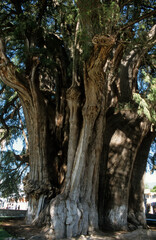 Fototapeta premium Taxodium mucronatum, Cyprés, Arbre de Tullé, agé de 2000 ans, Méxique