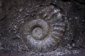 Fossile, Ammonite,