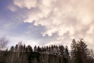 Gloomy cloudscape over rural land, gray sky with cloud formation and dark trees silhouettes. Early spring weather with majestic clouds.