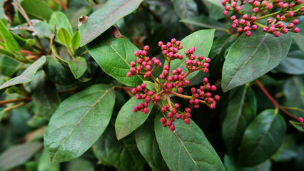 Top view and selective focus pink laurustine pip amoung green leaves.