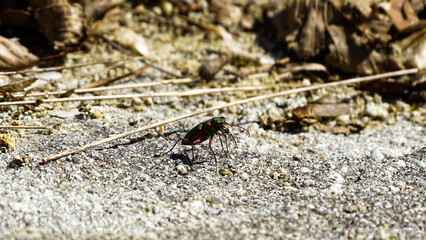 A very small green bug on the ground.