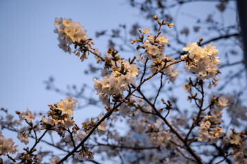 目黒川の桜