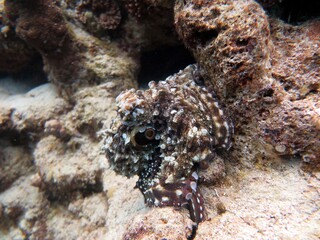 Huge octopus hiding under corals then swim away in the sea