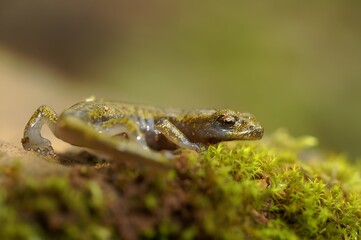 Closeup on a subadult of the endangered limestone salamander, Hydromantes brunus