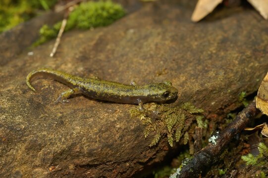 Closeup on a subadult of the endangered limestone salamander, Hydromantes brunus