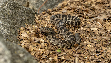 Angry Snake Starts to Coil Alongside the Tuolumne River Trail