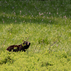 Black Bear Sniffs the Air in Flower Filled Field