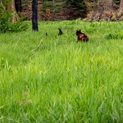 Black Bear Scurries Across Meadow in Sequoia